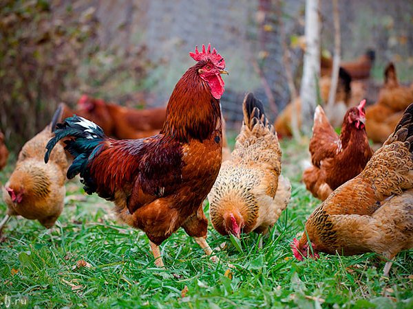 Породы куриц | ЗооТом - продажа, вязка и услуги для животных в Могоче