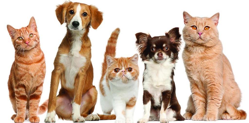 Доска объявлений о животных | ЗооТом - продажа, вязка и услуги для животных в Могоче