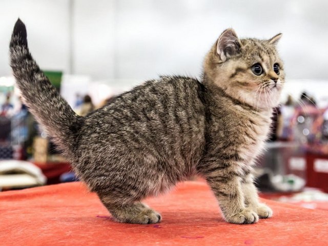 Породы кошек в Могоче | ЗооТом портал о животных