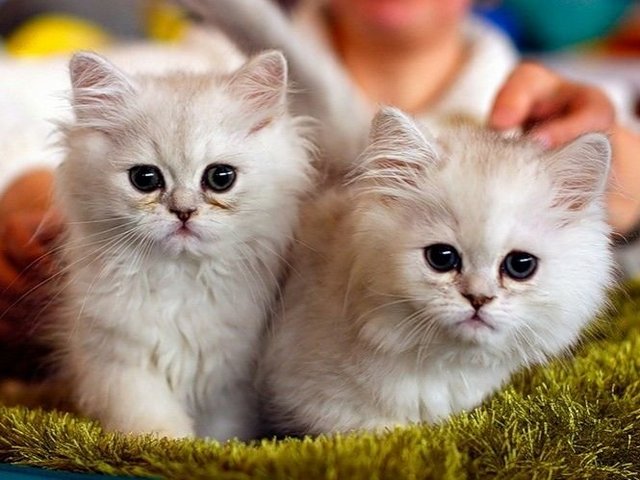 Породы кошек в Могоче | ЗооТом портал о животных