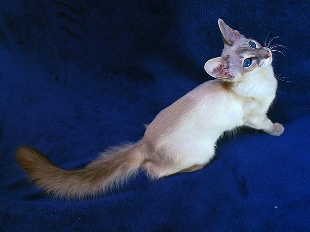 Выведенные породы кошек в Могоче | ЗооТом портал о животных