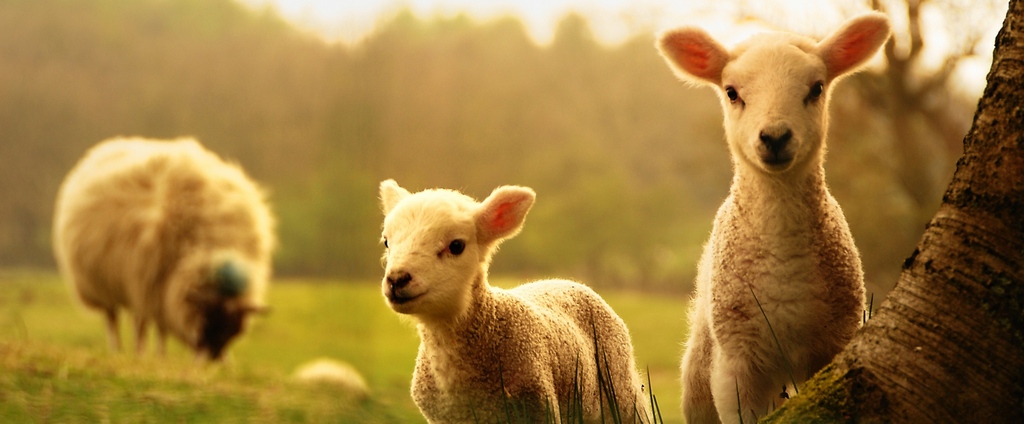 Объявления о сельскохозяйственных животных | ЗооТом - продажа, вязка и услуги для животных в Могоче