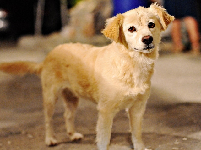 Породы собак в Могоче | ЗооТом портал о животных