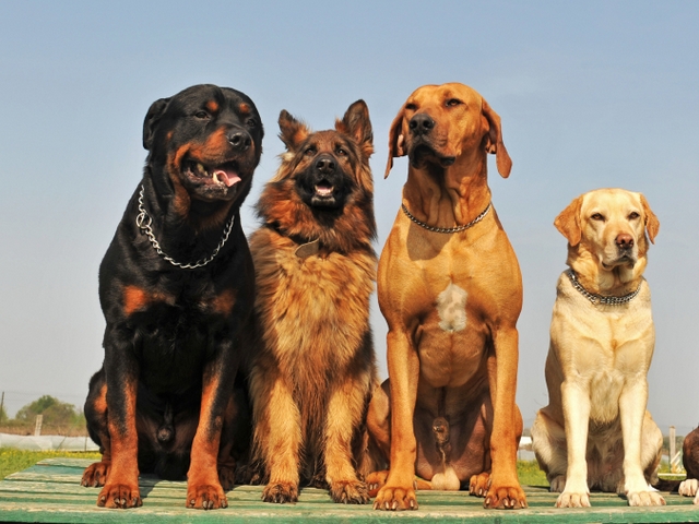 Крупные породы собак в Могоче | ЗооТом портал о животных